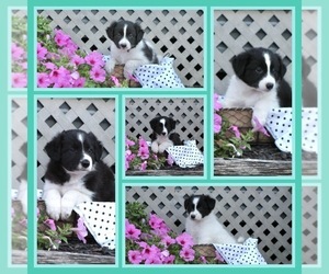 Border Collie Puppy for sale in BLOOMINGTON, WI, USA