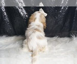 Small #6 Cavalier King Charles Spaniel