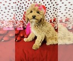 Small #1 Goldendoodle mix (+ Poodle Miniature)