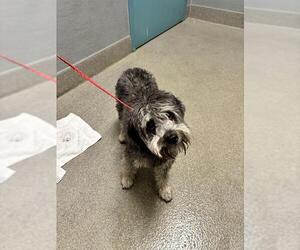 Mutt Dogs for adoption in Las Vegas, NV, USA