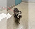 Small Mutt