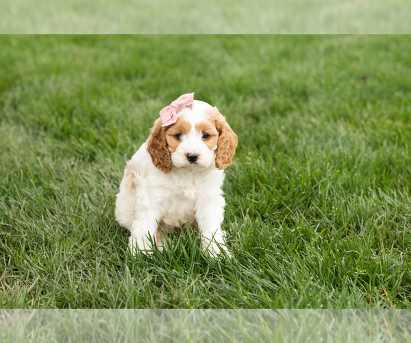 Medium Photo #3 Cockapoo (Miniature) Puppy For Sale in NAPPANEE, IN, USA