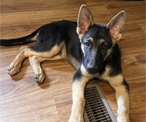 German Shepherd Dog Puppy for sale in ASHLAND, MO, USA