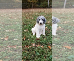 Poodle (Standard) Puppy for sale in WILLIAMSBURG, VA, USA