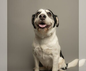 German Wirehaired Pointer-Unknown Mix Dogs for adoption in Rowlett, TX, USA