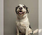 Small German Wirehaired Pointer Mix