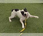 Small American Pit Bull Terrier Mix
