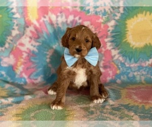 Goldendoodle Puppy for sale in LANCASTER, PA, USA