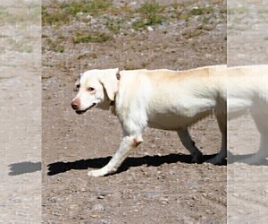 Mother of the Labrador Retriever puppies born on 05/23/2025