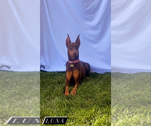 Mother of the Doberman Pinscher puppies born on 06/03/2025