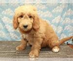 Small Photo #3 Golden Retriever-Poodle (Toy) Mix Puppy For Sale in SHAWNEE, OK, USA