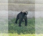 Small Photo #4 Cane Corso Puppy For Sale in LUBBOCK, TX, USA