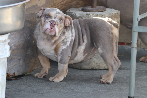 Medium Photo #17 English Bulldog Puppy For Sale in LOS ANGELES, CA, USA