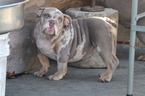 Small Photo #17 English Bulldog Puppy For Sale in LOS ANGELES, CA, USA