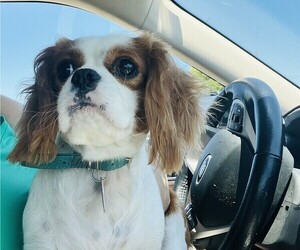 Mother of the Cavalier King Charles Spaniel puppies born on 05/14/2025