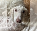 Small Goldendoodle mix (+ Poodle Standard)
