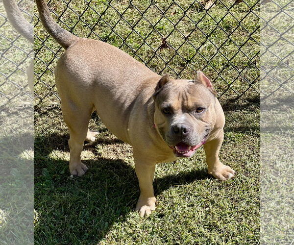 Medium Photo #4 American Bulldog-Unknown Mix Puppy For Sale in Lakemont, GA, USA
