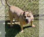 Small #3 American Bulldog Mix