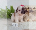 Small Photo #9 Shih Tzu Puppy For Sale in SUGARCREEK, OH, USA