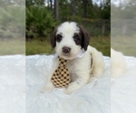 Small Photo #1 Goldendoodle Puppy For Sale in FROSTPROOF, FL, USA