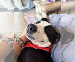 Small #1 American Staffordshire Terrier Mix