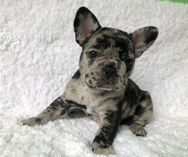 Medium Photo #2 French Bulldog Puppy For Sale in LANCASTER, CA, USA