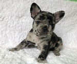 Small Photo #2 French Bulldog Puppy For Sale in LANCASTER, CA, USA