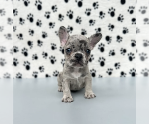 French Bulldog Puppy for sale in BOSTON, MA, USA