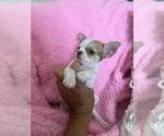 Small #6 Chihuahua