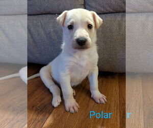 Siberian Husky-Unknown Mix Dogs for adoption in Plainfield, IL, USA