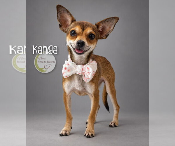 Medium Photo #1 Chihuahua Puppy For Sale in Benton, LA, USA