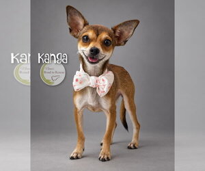 Chihuahua Dogs for adoption in Benton, LA, USA
