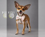 Kanga - Female Chihuahua Dog for Adoption - Small photo