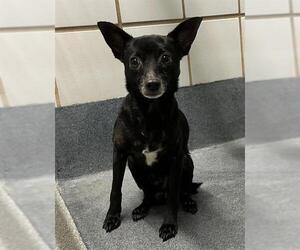 Chihuahua-Unknown Mix Dogs for adoption in San Antonio, TX, USA