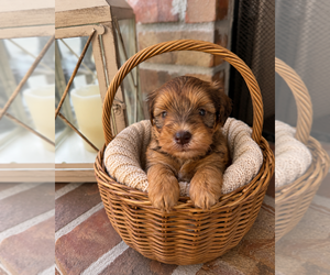 Schnauzer (Miniature) Puppy for sale in LAFAYETTE, LA, USA