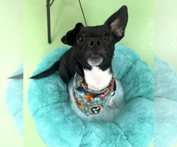 Medium Photo #3 Chiweenie Puppy For Sale in Phoenix, AZ, USA