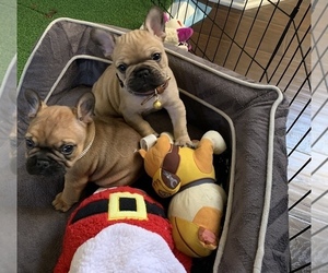 French Bulldog Puppy for sale in ARROWHEAD FARMS, CA, USA