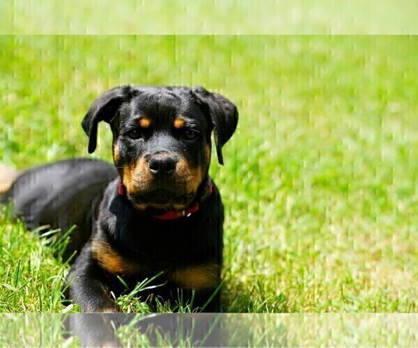 Medium Photo #38 Rottweiler Puppy For Sale in VONORE, TN, USA
