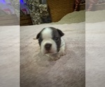 Puppy Freckles Boston Terrier