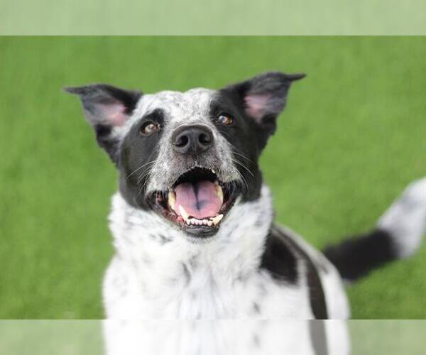 Medium Photo #1 Mutt Puppy For Sale in Grand Prairie, TX, USA