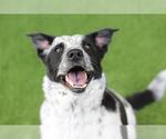 MAZE - Female Mutt Dog for Adoption - Small photo