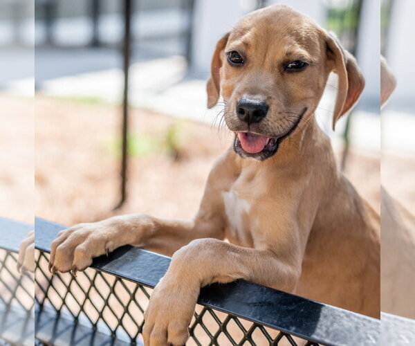 Medium Photo #3 Mutt Puppy For Sale in Hilton Head, SC, USA