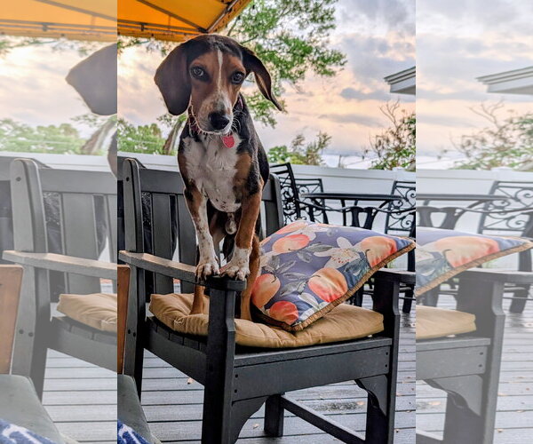 Medium Photo #28 Beagle Puppy For Sale in Dunnellon, FL, USA