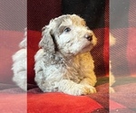 Small Photo #7 Labradoodle Puppy For Sale in LEXINGTON, GA, USA