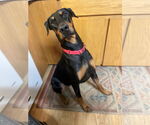 Small #2 Doberman Pinscher