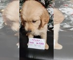 Small Photo #8 Golden Labrador-Golden Retriever Mix Puppy For Sale in BASTROP, TX, USA