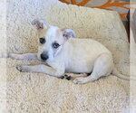 Small #2 Mutt