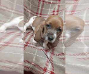 Basset Hound Puppy for Sale in SALEM, West Virginia USA