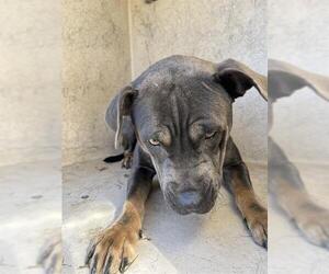 American Pit Bull Terrier-Unknown Mix Dogs for adoption in Oklahoma City, OK, USA