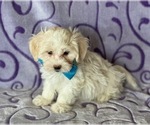Small #3 Havanese-Poodle (Toy) Mix